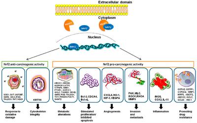 Role of Nrf2 Signaling Cascade in Breast Cancer: Strategies and Treatment